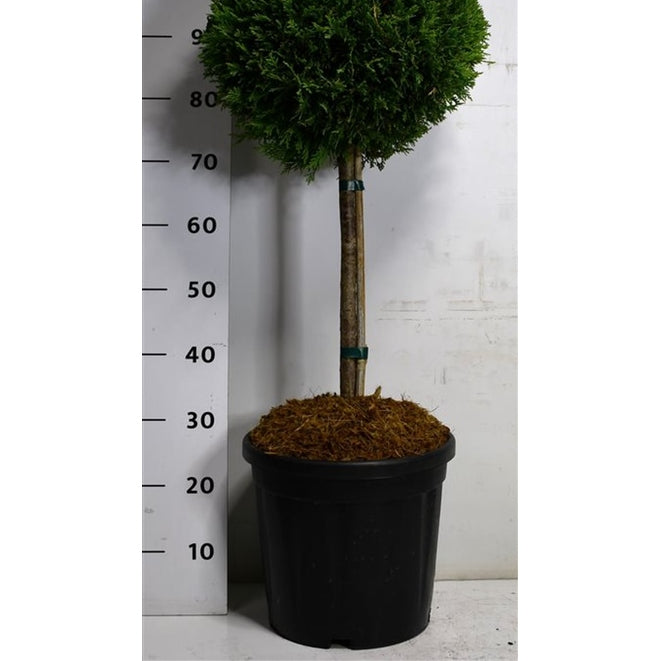 Cypresscypress – Cupressocyparis leylandii 'Castlewellan Gold' - C18 40 cm. Stam